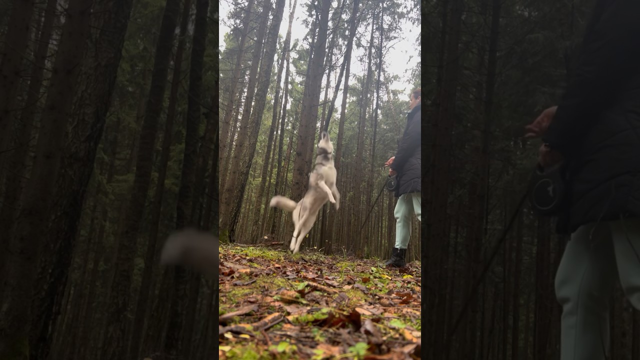 Хаски Эйвор ♥️ 