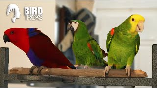 Eclectus Parrot vs Amazon Parrot vs Mini Macaw?!