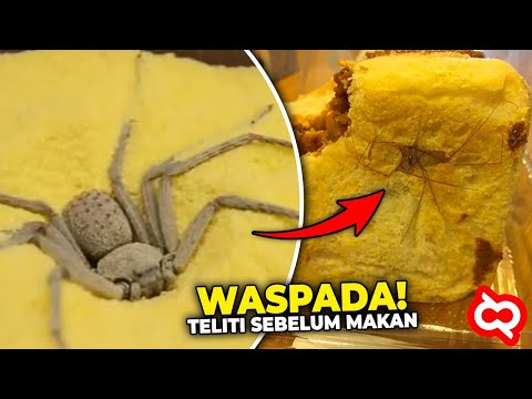 Video: Hewan Ditemukan Di Salad