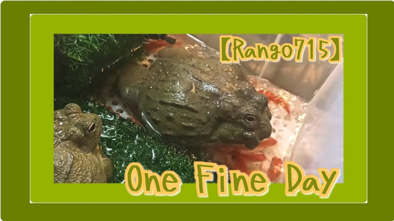 【Rango 715】 One Fine Day with My Bullfrogs 🐸 and Goldfish 🐟 アフリカウシガエル ...