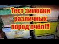 КАК ЗИМУЮТ СРЕДНЕРУССКИЕ ПЧЁЛЫ, БАКФАСТ И КАРНИКА, ЕСТЬ ЛИ РАЗНИЦА