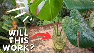 Do this when growing MONSTERA IN WATER long term