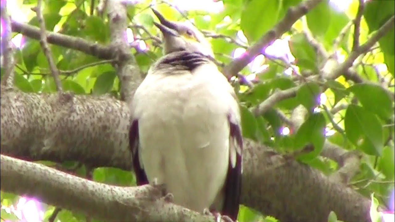 黑領椋鳥在樹上高歌 Black-collared Starling sings on a tree #jalak #jalakgacor # ...