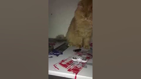 Cat playing Fidget Spinner #catvideos #catplaying #persiancat #fidgetspinner