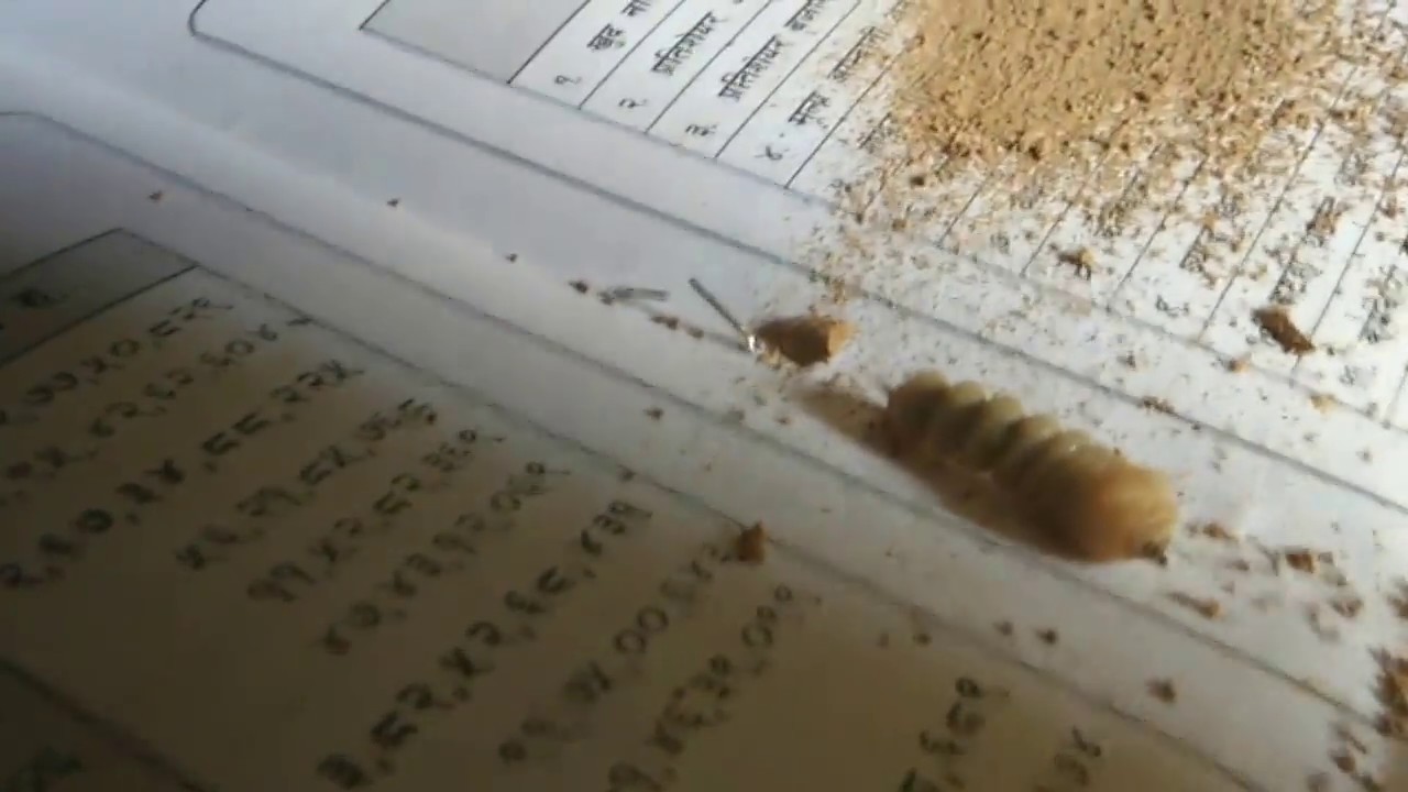 what does termite larva look like