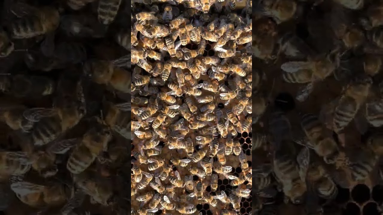 Grzybica wapienna cz 1