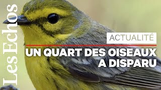 3 milliards d'oiseaux disparus en Amérique du Nord depuis 1970