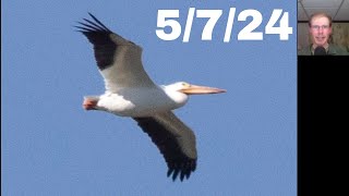 [68] American White Pelican and Sandhill Cranes at the Braddock Bay Hawk Watch, 5/7/24