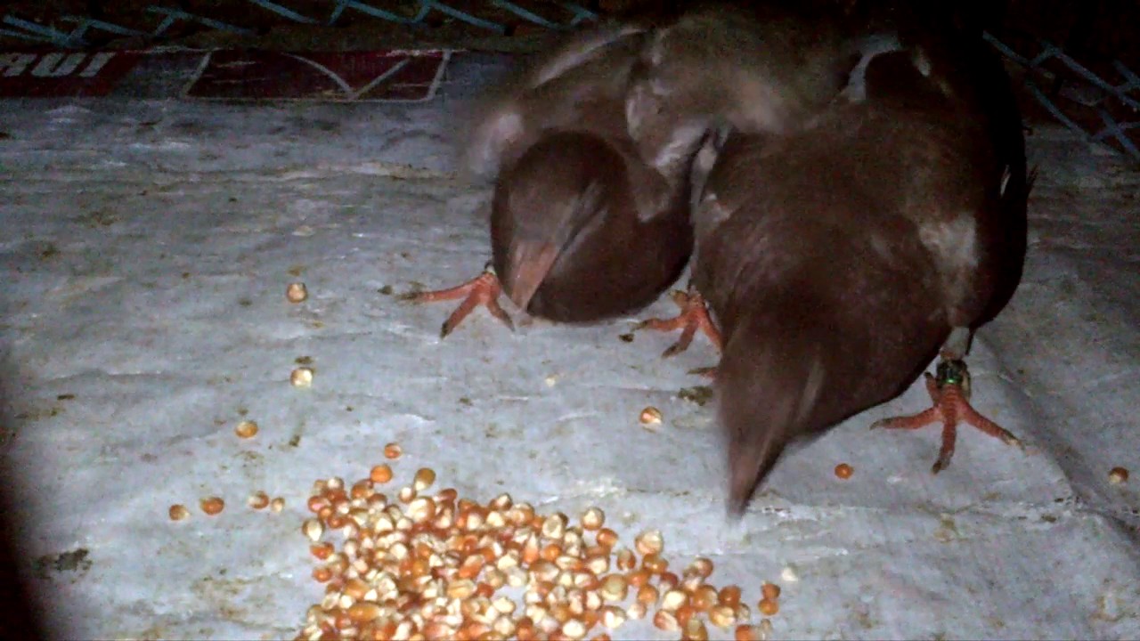 Black.Jack.Crb.125 dan Black.Jack.Crb.110. Ring.Kecil Mbah.Sengkelat. PPMBSI.2017 .