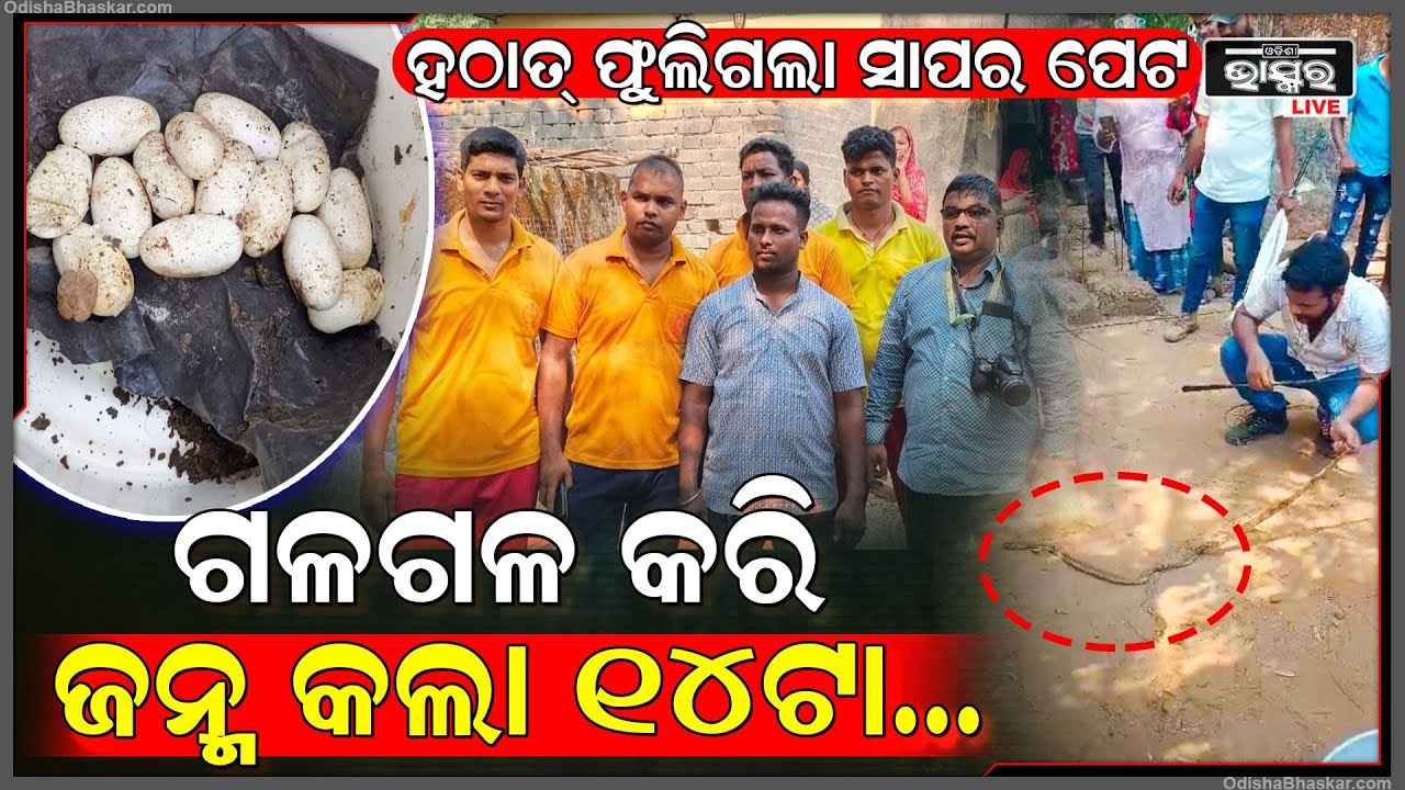 ଚାହୁଁ ଚାହୁଁ ହଠାତ୍ ଫୁଲିଗଲା ସାପର ପେଟ, କୂଅ ଭିତରେ ଗଳ ଗଳ କରି ଏକାସାଙ୍ଗରେ ଜନ୍ମ କଲା ୧୪ ଟା...