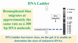 Important of DNA Ladder During Work with Agarose Gel Electrophoresis