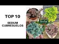 TOP 10 SEDUM CUBRESUELOS