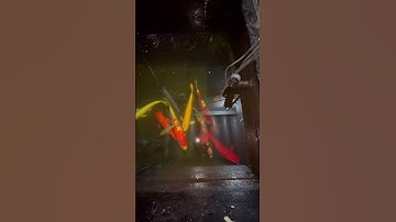 Khắc phục nước hồ cá koi bị vàng đục và nổi bọt khó tan #hocakoi #hokoi #shorts #short #cakoi #koi