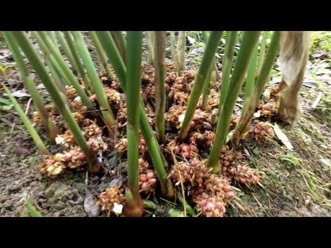 Video: Bagaimana Cara Memberi Makan Thuja? Pembalut Atas Di Musim Semi Dan Musim Panas, Pilihan Pupuk Untuk Pertumbuhan Cepat. Apa Yang Harus Diberi Makan Setelah Musim Dingin Agar Tidak 