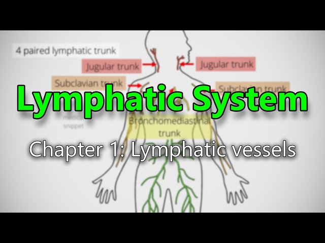 Lymphatic System : Chapter 1: Lymphatic Vessels class=