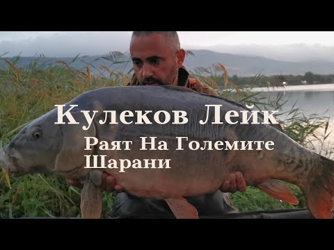 Видео: Сребърен шаран с къри