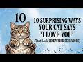 10 Weird Cat Behaviors That Actually Mean Your Cat Trusts You