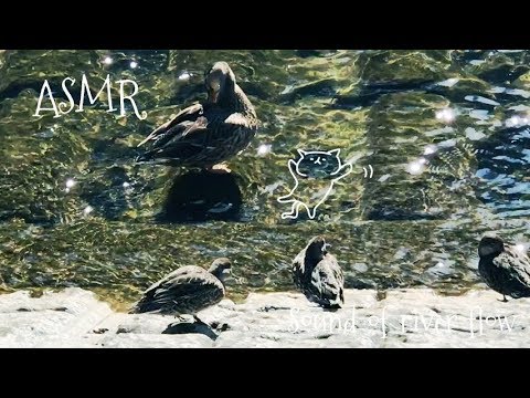 【ASMR】自然音、川の流れる音、水の音/Natural sound,Sound of river flow