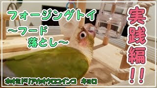 ★ ～ ２／２回目 ころころフード落とし 実践編！ ～ フォージングトイ(知育おもちゃ)を作ろう♪ 第２弾! チャレンジャーはウロコインコ キョロ★ＤＩＹ企画