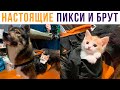 НАСТОЯЩИЕ Пикси и Брут) Приколы с котами | Мемозг #442