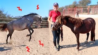 My new pony and Chin Chin is going loose! | Los Caballos Luna # 15