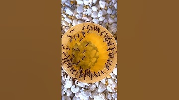 Ants Eating Yellow Jello