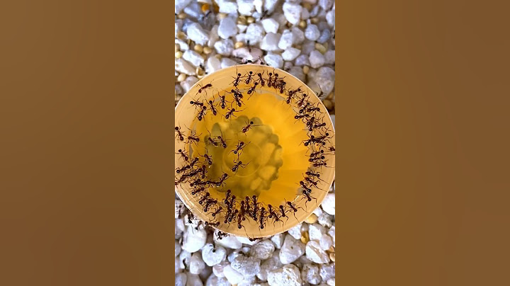 Ants Eating Yellow Jello