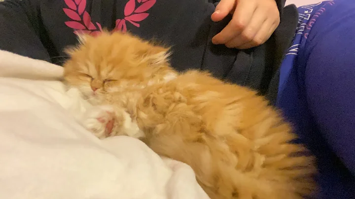 Watch the video about May 8, 2020 - Cutie Pie Persian Doll Face Playful Kitten