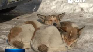В Змиева восемь человек, контактировавших с больной бешенством собакой проходят курс лечения В Змиева восемь человек, контактировавших с больной бешенством собакой проходят курс лечения