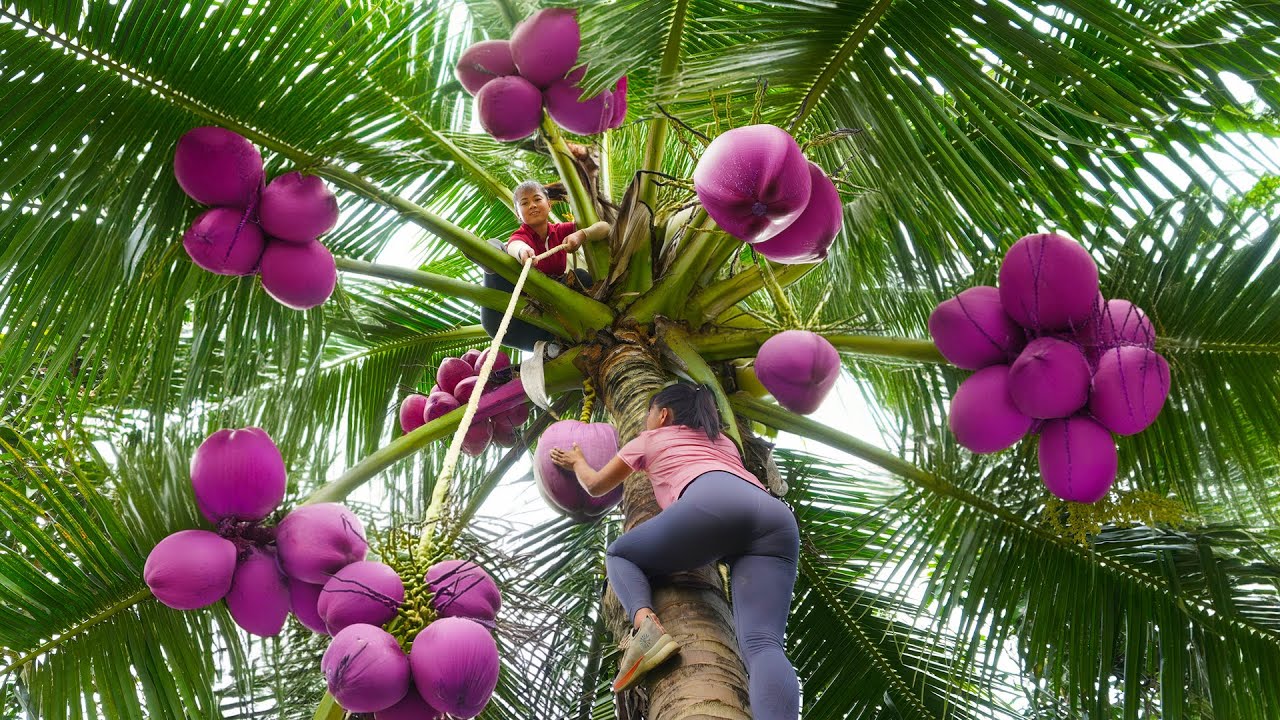 Harvest Coconut Goes To Market Sell - Take Care Ducks And Chickens | New Free Bushcraft