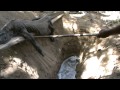 El entierro de un Dragón de Komodo