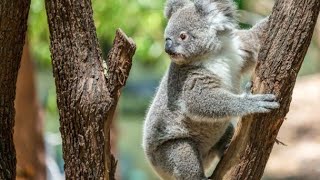 Sleeping habits of animals|Top ten animals with unusual sleep habits| sleeping habits animal | by Parmita Dey Dutta 12 views 2 years ago 1 minute, 15 seconds