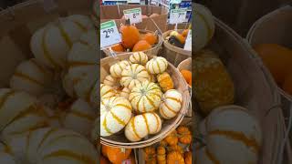 From Mini To Mighty - Find Your Perfect Pumpkin At Smart & Final.