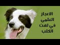 الإعجاز في لهث الكلاب الإعجاز في لهث الكلاب