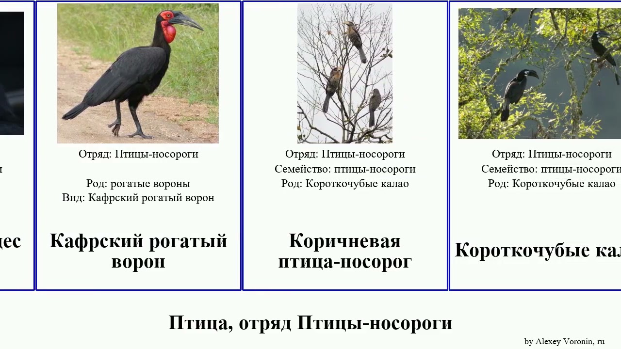 Птица, отряд Птицы-носороги калао ток удод птица-носорог лесной удоды birds Африканский серый