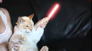 Darth Cat