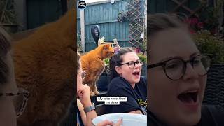 Funny cats!🤣🤣🤣/Смешные котики🤣🤣🤣 41