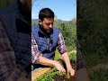 #coltivare le #carote in maniera efficace sfruttando il #terreno #mattthefarmer #orto #faidate