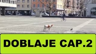 Download Doblando Animales 2 Mp3 and Video Doblando Animales 2