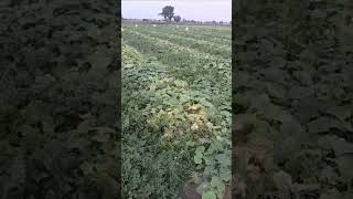 खीरा  kheere Ke Kheti  aksharagroorganicfarming jaivikkheti organicfarming