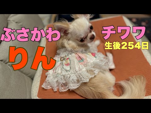 ぶさかわチワワりん。生後254日【vlog】