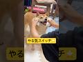 やる気スイッチの入れ方⭐️#柴犬 #豆柴 #shibainu #犬 #犬のいる暮らし