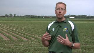 Soybean Nutrient Management, Dr. Kurt Steinke