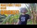 The Trick to Make Fruit Trees Bear Quickly