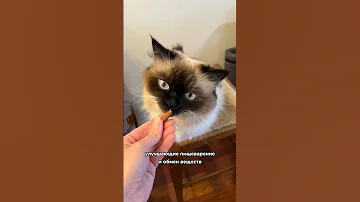 Какие лакомства можно давать кошке