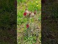 Wild flowers #thankful #blessed