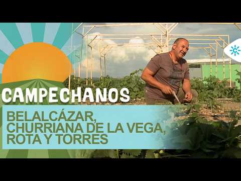 0000049481___campechanos-10072026_1459_0000