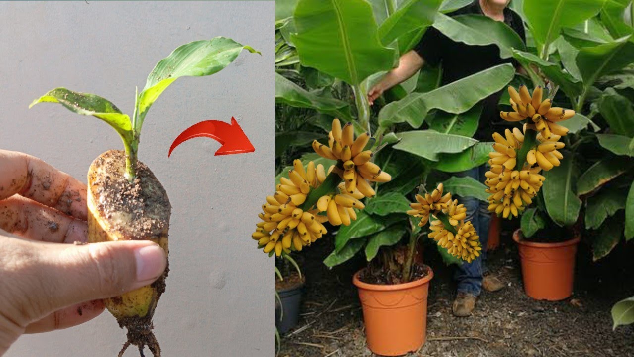New Technique of growing banana trees from banana fruit in pot YouTube