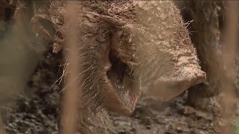 Feral Hog Issues in Missouri