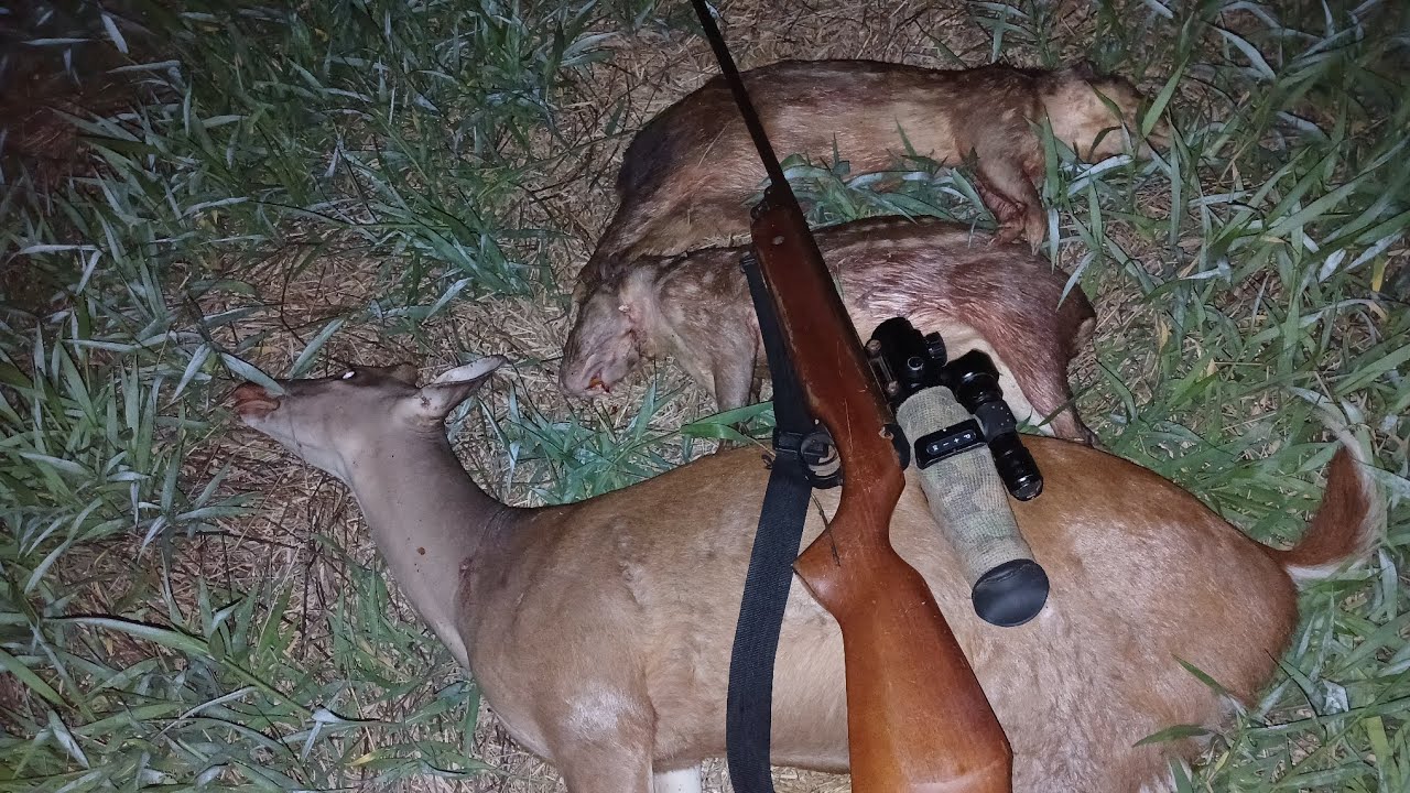 MELHOR CAÇADA DE 2025 ,, VEADO 🦌 E PACA,, FILMAGEM  TOP  NA VISÃO NOTURNA 